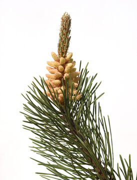 Pine, Pinus Sylvestris