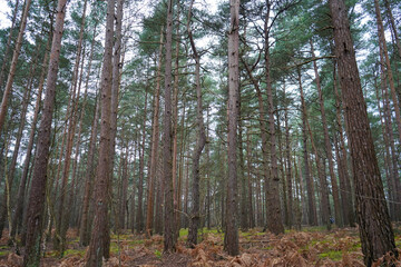 Looking in to a pine forest