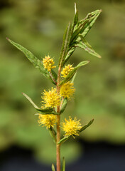 Ostrich loosestrife Lysimachia thyrsiflora