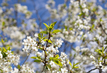 Cherry blossoms. Selective focus of beautiful branches of white Cherry blossoms on the tree under blue sky. Nature background