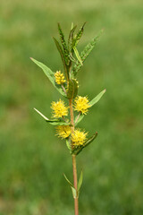 Ostrich loosestrife Lysimachia thyrsiflora
