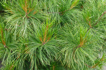 Siberian pine needles background. Natural background and texture.