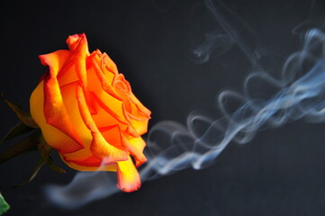Orange Rose in a cloud of smoke on a black background.