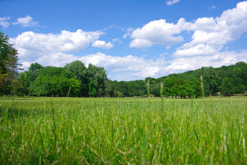 View of a green meadow with juicy bright grass and trees in the distance.