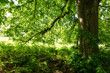 Eine prachtvolle Linde (Tilia) unweit des Schlosses Werenwag im Naturpark Obere Donau. (Upper Danube Nature Park)