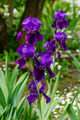  German iris ( lat. Iris germanica ) in bloom. Beautiful flowers of bearded iris in spring garden