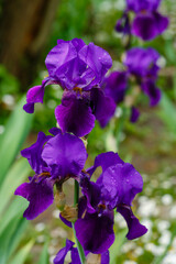German iris ( lat. Iris germanica ) in bloom. Beautiful flowers of bearded iris in spring garden