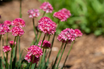 pink flowers in the garden