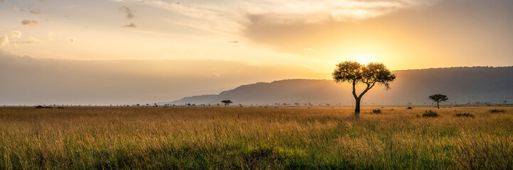 Acacia tree at sunset, Maasai Mara, Kenya, Africa