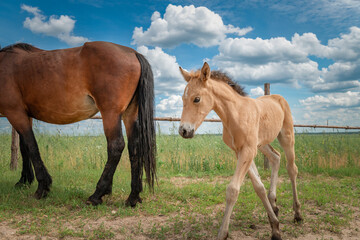 A young skinny foal is playing next to a farm.