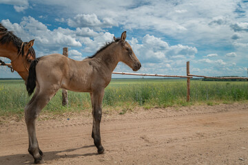 A young skinny foal is playing next to a farm.
