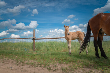 A young skinny foal is playing next to a farm.