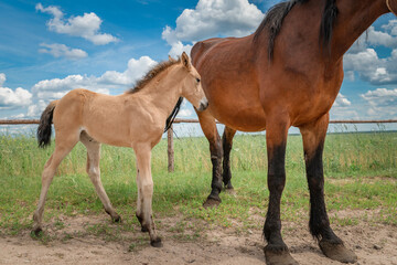 Fototapeta premium A young skinny foal is playing next to a farm.