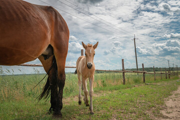 A young skinny foal is playing next to a farm.