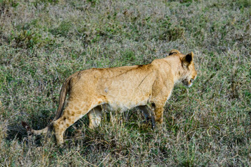 Lion cub walking in a grass. Serengeti national park, Tanzania