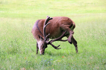 A close up of a Red Deer in the countryside