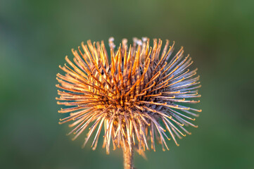an blossom of a burdock in autumn