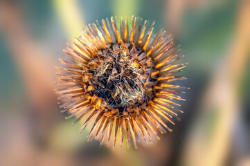 an blossom of a burdock in autumn