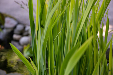 grass near a pond