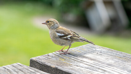 Chaffinch 