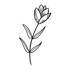 black and white leaves, floral botanical hand drawn vector illustration