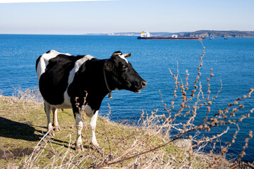 Cow on the black sea coast in Turkey