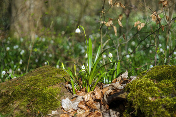 one blossom of a snowdrop in spring