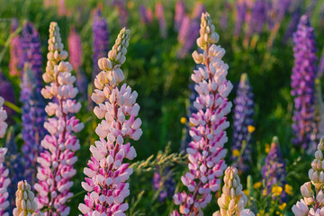 Lupine flower background, field of lupine flowers in sunset rays, summer time, white northern...
