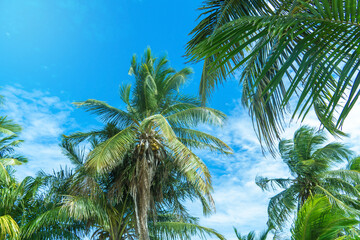 Fototapeta na wymiar Bottom view of coconut palms. Lush foliage and fruits of palm trees against a cloudy blue sky.