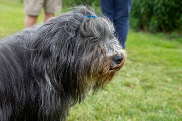 Naklejka na ściany i meble The Bearded Collie dog breed was developed in Scotland to herd sheep and cattle in any weather or terrain. They function today as excellent family companions, show dogs, working sheepdogs.