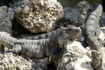 Iguana camouflaged on the rocks. Large lizards bask on stones.