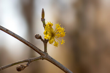 many yellow flowers on a branch