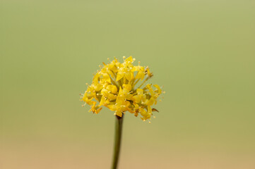 many yellow flowers on a branch