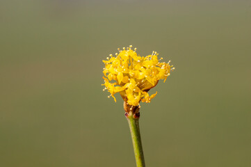 many yellow flowers on a branch