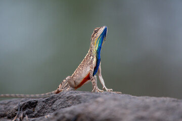 Sarada superba, the superb large fan-throated lizard, is a species of agamid lizard gives a superb display of dewlap in order to attract the female during the mating season