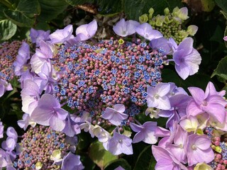 Frische Hortensienblüte blüht auf