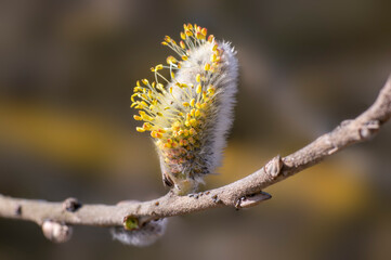 many blossoms on a branch of an willow tree