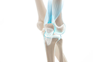 Knee meniscus leg bone pain, human leg anatomy illustration	
