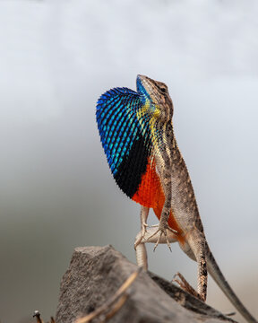 Sarada superba, the superb large fan-throated lizard, is a species of agamid lizard gives a superb display of dewlap in order to attract the female during the mating season