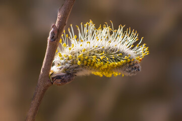 many blossoms on a branch of an willow tree