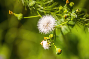 one withered thistle blossom in a meadow