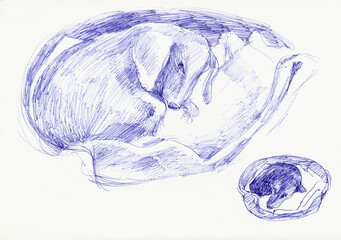 An hand drawn illustration, scanned picture - an dog, sleeping dachshund - pen technique