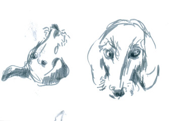 An hand drawn illustration, scanned picture - an dog, dachshund - artistic marker technique