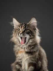 Fototapeta na wymiar Maine Coon kitten portrait in studio