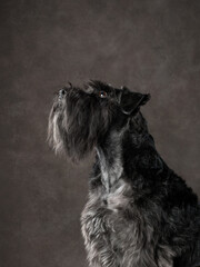 portrait of miniature schnauzer on brown canvas