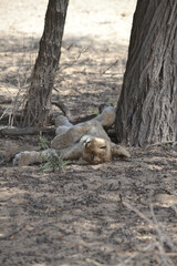 Cute young lion children sleeps in the Kruger National Park in South Africa at safari in Mpumalanga.