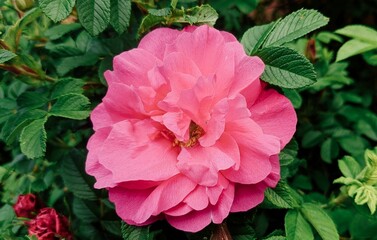 pink rose bush