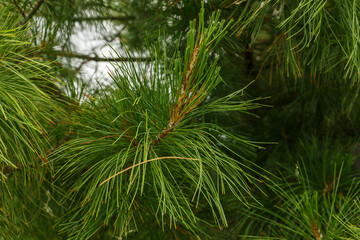 Siberian pine needles background
