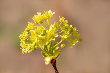 many blossoms on a branch of an maple tree