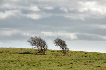 Wind bent trees